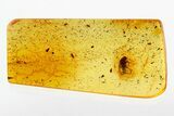 Detailed Fossil False Flower Beetle (Scraptiidae) in Baltic Amber #278817-1
